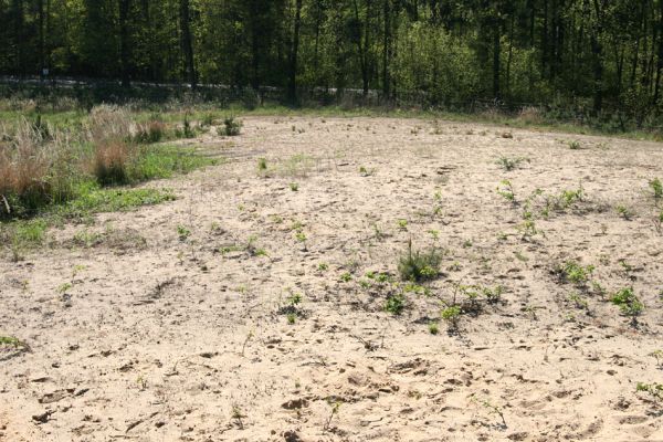 Veská, 21.4.2009
Písečná duna Vesecký kopec. Biotop kovaříka Dicronychus equisetioides. 
Schlüsselwörter: Veská Vesecký kopec Dicronychus equisetioides