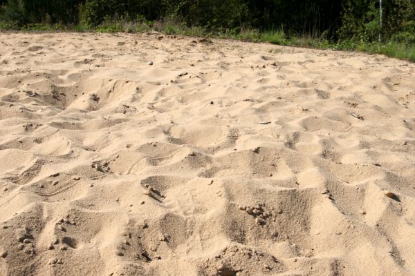 Veská, 21.4.2009
Písečná duna Vesecký kopec. Biotop kovaříka Dicronychus equisetioides. 
Klíčová slova: Veská Vesecký kopec Dicronychus equisetioides