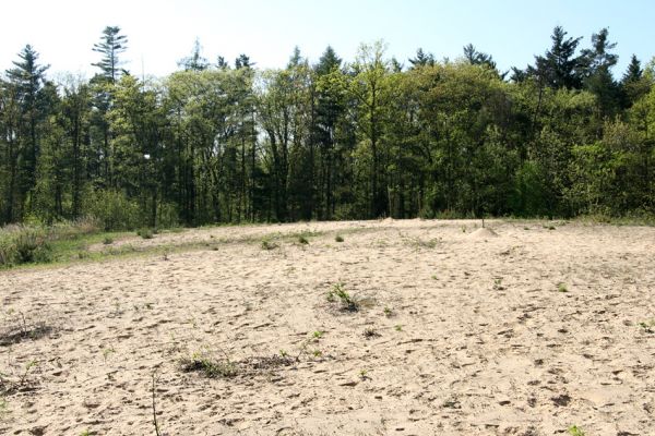 Veská, 21.4.2009
Písečná duna Vesecký kopec. Biotop kovaříka Dicronychus equisetioides. 
Klíčová slova: Veská Vesecký kopec Dicronychus equisetioides