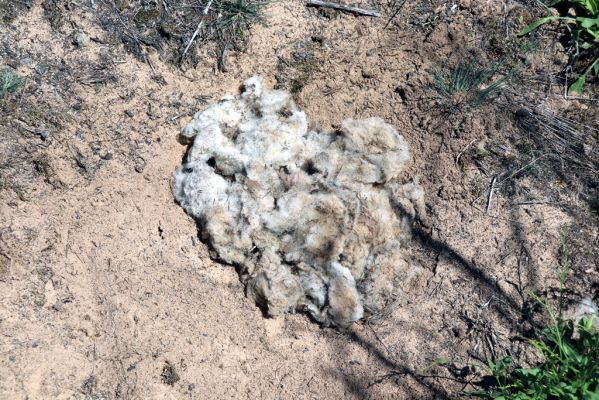 Veská, 22.6.2020
Vesecký kopec - past z ovčí srsti.
Klíčová slova: Veská Vesecký kopec