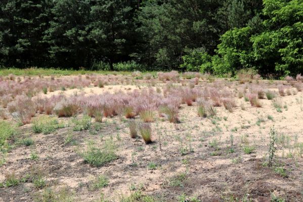 Veská, 22.6.2020
Vesecký kopec. Kvetoucí kostřavy.
Klíčová slova: Veská Vesecký kopec Polyphylla fullo Dicronychus eqiosetioides