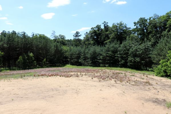 Veská, 22.6.2020
Vesecký kopec. Kvetoucí kostřavy.
Mots-clés: Veská Vesecký kopec Polyphylla fullo Dicronychus eqiosetioides