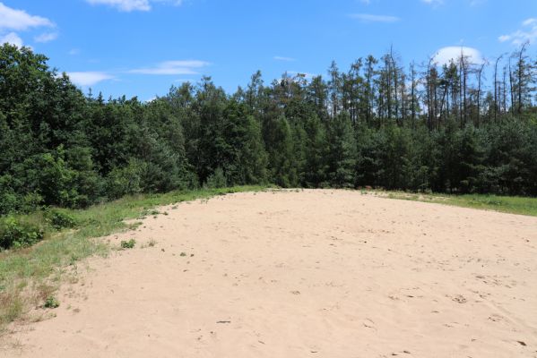 Veská, 22.6.2020
Vesecký kopec. 
Klíčová slova: Veská Vesecký kopec Dicronychus eqiosetioides