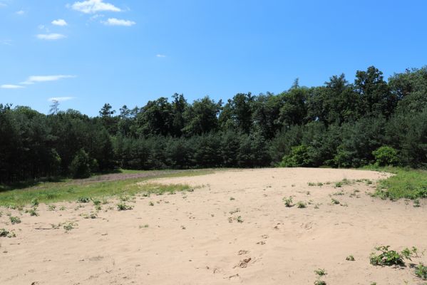 Veská, 22.6.2020
Vesecký kopec.
Schlüsselwörter: Veská Vesecký kopec Polyphylla fullo Dicronychus eqiosetioides