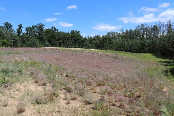 Veská, 22.6.2020
Vesecký kopec. Kvetoucí kostřavy.
Klíčová slova: Veská Vesecký kopec Polyphylla fullo Dicronychus eqiosetioides