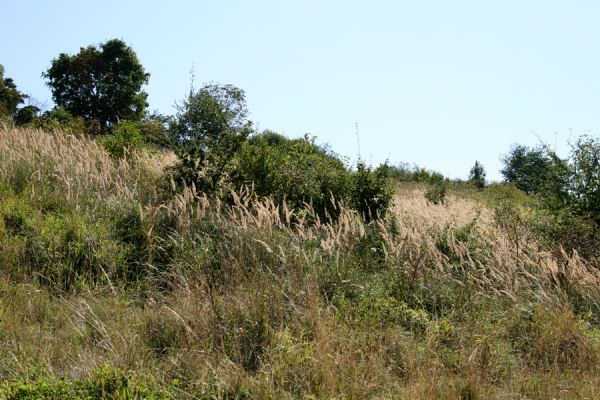 Vinarské stepi, 6.9.2008
Rozsáhlé stepi na západních svazích v údolí mezi obcemi Vinary a Mravín. Zarůstající centrální část stepi.
Klíčová slova: Vinary Mravín step