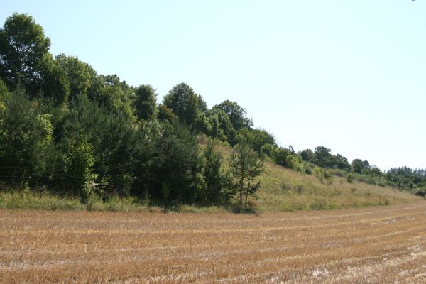 Vinarské stepi, 6.9.2008
Step na západním svahu v údolí mezi obcí Vinary a Mravín. Okraj steli osázený borovicemi. Pohled k jihu.
Mots-clés: Vinary Mravín step