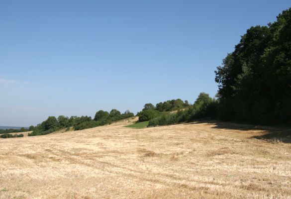 Vinarské stepi, 6.9.2008
Rozsáhlé stepi na západním svahu v údolí mezi obcí Vinary a Mravín. pohled od obce Mravín k severu.
Mots-clés: Vinary Mravín step