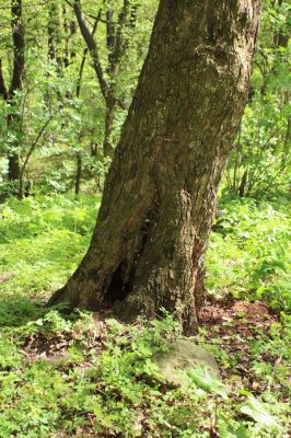 Vinné, 16.4.2007
Dutý jilm u Vinianskeho hradu. 
Klíčová slova: Vinné Viniansky hrad Limoniscus violaceus Ischnodes sanguinicollis Elater ferrugineus