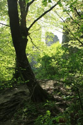 Vinné, 16.4.2007
Les pod Vinianskym hradem. Biotop pružníka Cerophytum elateroides. 
Klíčová slova: Vinné Viniansky hrad Cerophytum elateroides