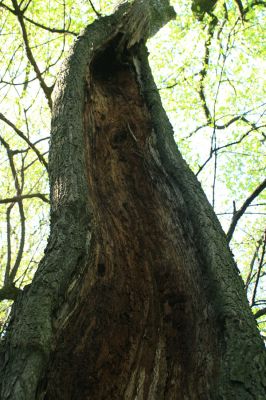 Vinné, 16.4.2007
Dutá lípa pod Vinianskym hradem.  
Klíčová slova: Vinné Viniansky hrad Cerophytum elateroides