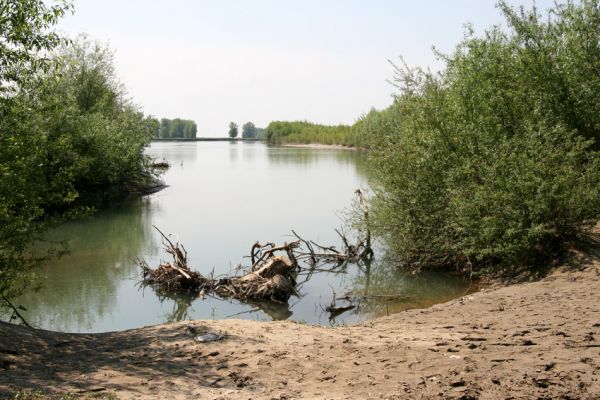 Vinogradiv - řeka Tisa, 29.4.2009
Meandry Tisy jižně od obce Vinogradiv.
Schlüsselwörter: Vinogradiv Tisa