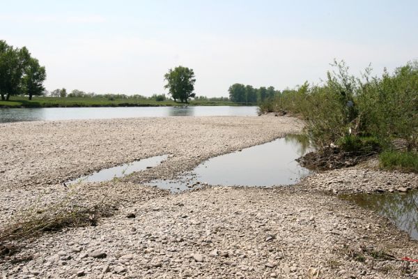 Vinogradiv - řeka Tisa, 29.4.2009
Štěrkové náplavy Tisy jižně od obce Vinogradiv.
Schlüsselwörter: Vinogradiv Tisa