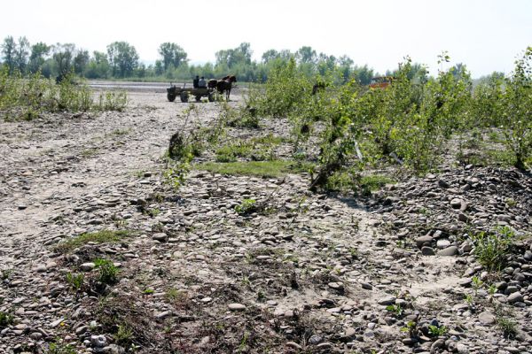 Vinogradiv - řeka Tisa, 29.4.2009
Na náplavech Tisy je čilý ruch. Náklaďáky odvážejí štěrk, koníci tahají vozíky z jemným naplaveným pískem.
Mots-clés: Vinogradiv Tisa Paracardiophorus musculus Zorochros meridionalis