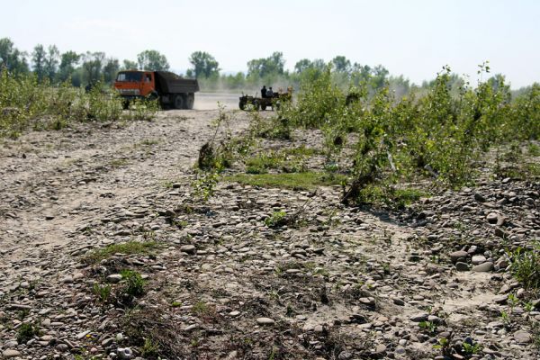 Vinogradiv - řeka Tisa, 29.4.2009
Na náplavech Tisy je čilý ruch. Náklaďáky odvážejí štěrk, koníci tahají vozíky z jemným naplaveným pískem.
Keywords: Vinogradiv Tisa Paracardiophorus musculus Zorochros meridionalis