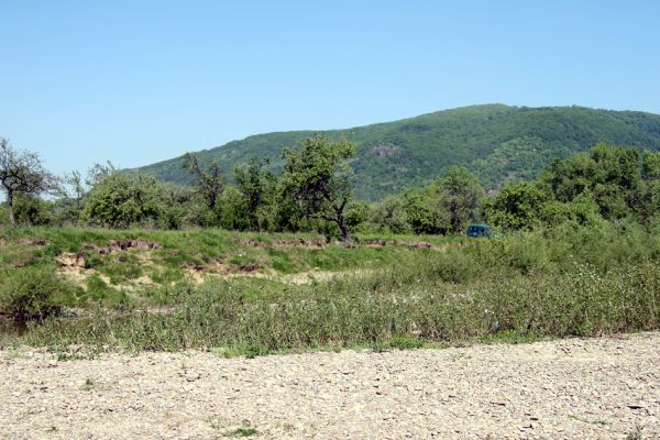 Vinogradiv - řeka Tisa, 29.4.2009
Pohled od Tisy na lesostepní formace na západních svazích Čorne hory.
Klíčová slova: Vinogradiv Tisa Čorna hora