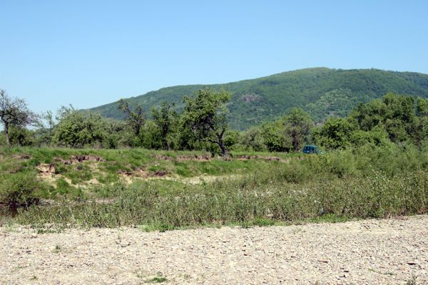 Vinogradiv - řeka Tisa, 29.4.2009
Pohled od Tisy na lesostepní formace na západních svazích Čorne hory.
Schlüsselwörter: Vinogradiv Tisa Čorna hora