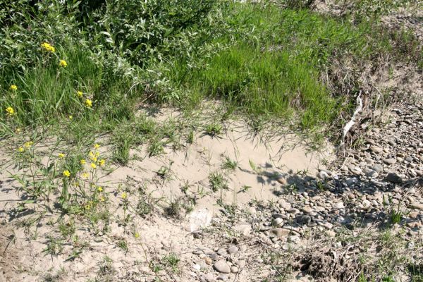 Vinogradiv - řeka Tisa, 29.4.2009
Štěrkové a písčité náplavy náplavy řeky Tisy u obce Vinogradiv. 
Schlüsselwörter: Vinogradiv Tisa Zorochros meridionalis