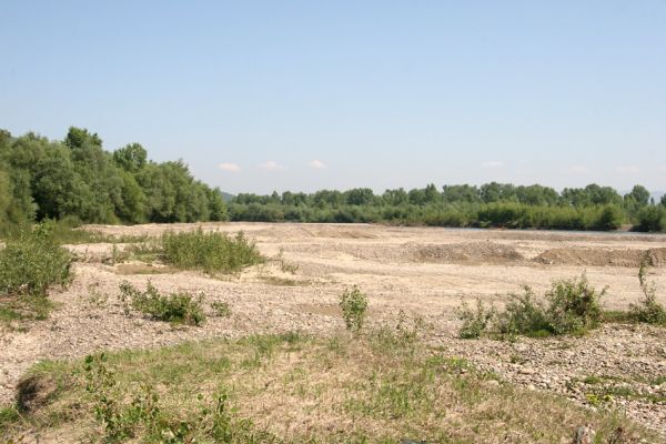 Vinogradiv - řeka Tisa, 29.4.2009
Rozsáhlé štěrkové náplavy řeky Tisy u obce Vinogradiv. 
Klíčová slova: Vinogradiv Tisa Cidnopus platiai Paracardiophorus musculus Zorochros meridionalis