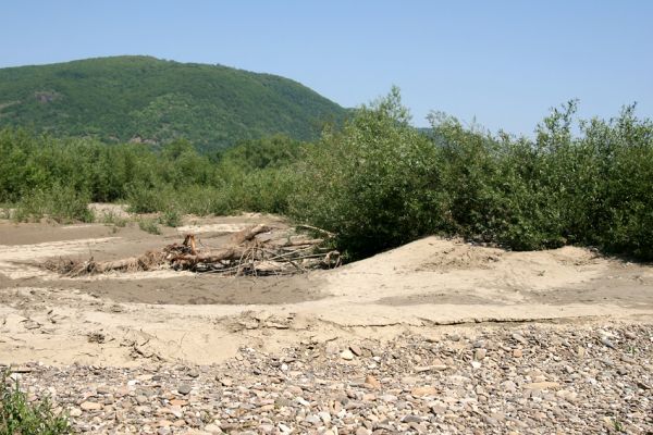 Vinogradiv - řeka Tisa, 29.4.2009
Štěrkové a písčité náplavy Tisy o obce Vinogradiv. V pozadí masiv Čorne hory.
Mots-clés: Vinogradiv Tisa Cidnopus platiai