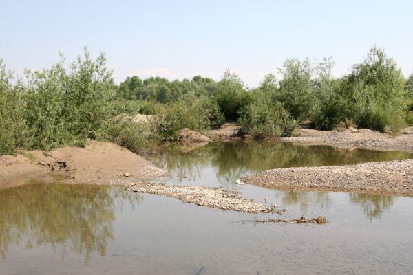 Vinogradiv - řeka Tisa, 29.4.2009
Mělké tůně na štěrkovištích Tisy o obce Vinogradiv.
Schlüsselwörter: Vinogradiv Tisa