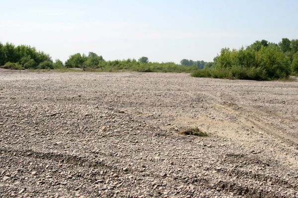 Vinogradiv - řeka Tisa, 29.4.2009
Nekonečné štěrkové náplavy Tisy o obce Vinogradiv.
Klíčová slova: Vinogradiv Tisa