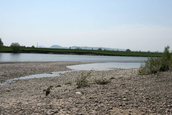 Vinogradiv - řeka Tisa, 29.4.2009
Štěrkoviště řeky Tisy o obce Vinogradiv. Pohled na levý přeh u obce Korolevo.
Mots-clés: Vinogradiv Korolevo Tisa Zorochros meridionalis