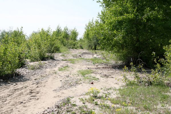 Vinogradiv - řeka Tisa, 29.4.2009
Pozvolna zarůstající písečná duna v korytě Tisy o obce Vinogradiv. 
Schlüsselwörter: Vinogradiv Tisa Cidnopus platiai Negastrius pulchellus Zorochros quadriguttatus dermestoides meridionalis