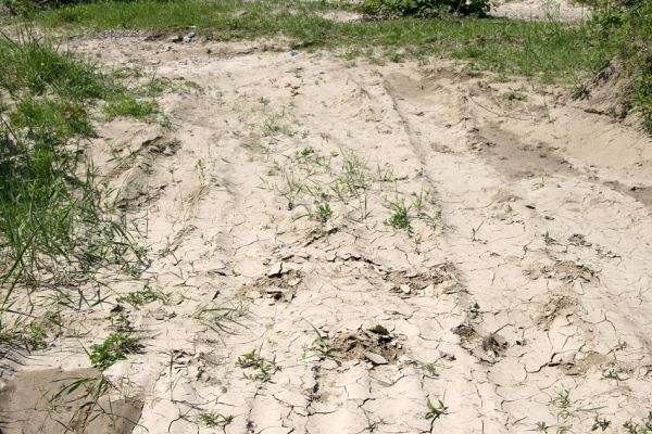 Vinogradiv - řeka Tisa, 29.4.2009
Zarůstající obrovská písečna duna v korytě Tisy o obce Vinogradiv. 
Schlüsselwörter: Vinogradiv Tisa Negastrius sabulicola