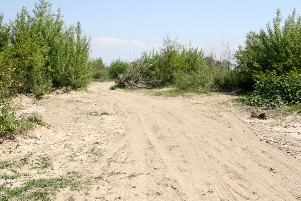 Vinogradiv - řeka Tisa, 29.4.2009
Zarůstající obrovská písečna duna v korytě Tisy o obce Vinogradiv. Zde domorodci těží jemný říční písek, který pak využívají pro výrobu omítky.
Klíčová slova: Vinogradiv Tisa Negastrius sabulicola Cidnopus platiai