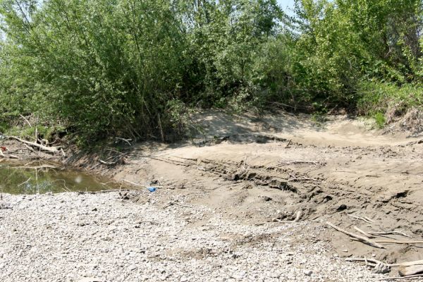 Vinogradiv - řeka Tisa, 29.4.2009
Okraj zarůstající písečné duny v korytě Tisy o obce Vinogradiv. 
Klíčová slova: Vinogradiv Tisa