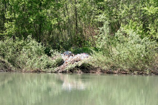 Vinogradiv - řeka Tisa, 29.4.2009
Ani u Tisy není úplně vše v pořádku. Globalizace se podepsala i zde. Na protějším břehu je "přirozený" náplav plastových lahví. Je to jediná vada jinak neuvěřitelně zachovalých zakarpatských řek.
Klíčová slova: Vinogradiv Tisa