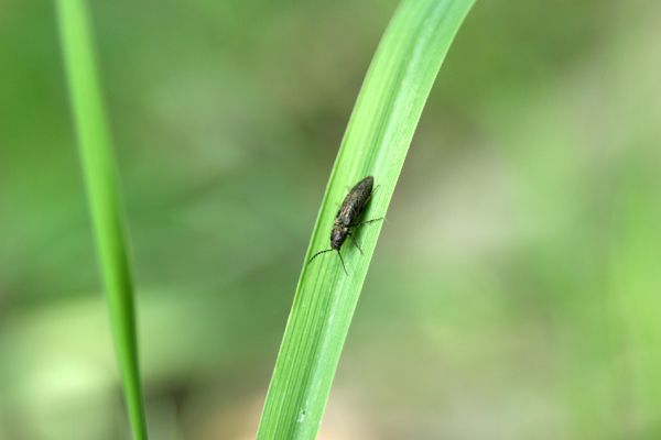 Vinogradiv - řeka Tisa, 29.4.2009
Kovařík Cidnopus platiai.
Klíčová slova: Vinogradiv Tisa Cidnopus platiai