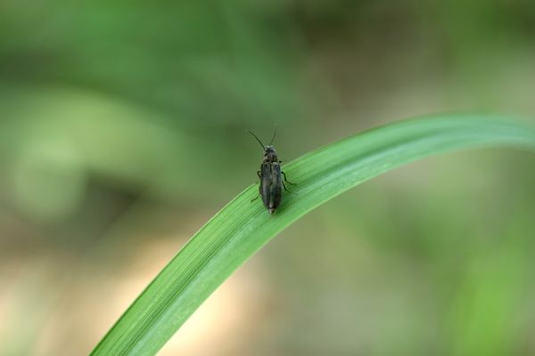 Vinogradiv - řeka Tisa, 29.4.2009
Kovařík Cidnopus platiai.
Schlüsselwörter: Vinogradiv Tisa Cidnopus platiai