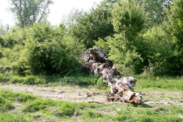 Vinogradiv, 29.4.2009
Pastvina u Tisy s obřími solitérními topoly. Padlý velikán byl osídlený kovaříky Ampedus cinnabarinus a A. praeustus.
Schlüsselwörter: Vinogradiv Tisa Ampedus cinnabarinus praeustus