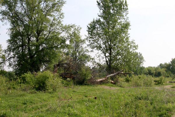 Vinogradiv, 29.4.2009
Pastvina u Tisy s obřími solitérními topoly - padlý velikán.
Klíčová slova: Vinogradiv Tisa