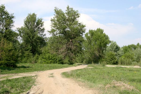 Vinogradiv, 29.4.2009
Pastvina u Tisy s obřími solitérními topoly.
Klíčová slova: Vinogradiv Tisa