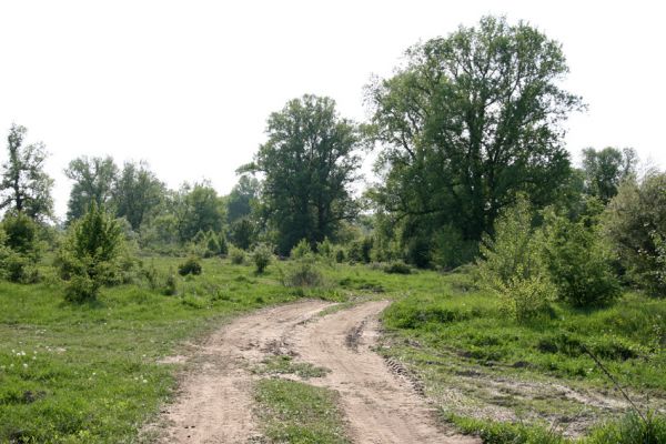 Vinogradiv, 29.4.2009
Pastvina u Tisy s obřími solitérními topoly.
Klíčová slova: Vinogradiv Tisa