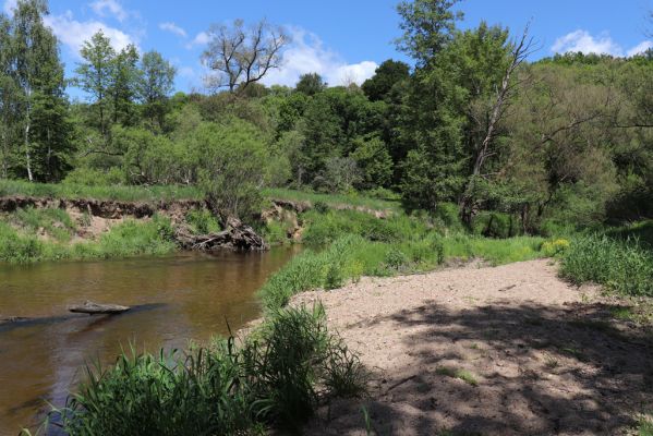 Višňová, 29.5.2020
Filipovka - meandry Smědé.
Schlüsselwörter: Višňová Filipovka Smědá meandry Smědé Negastrius pulchellus Zorochros dermestoides