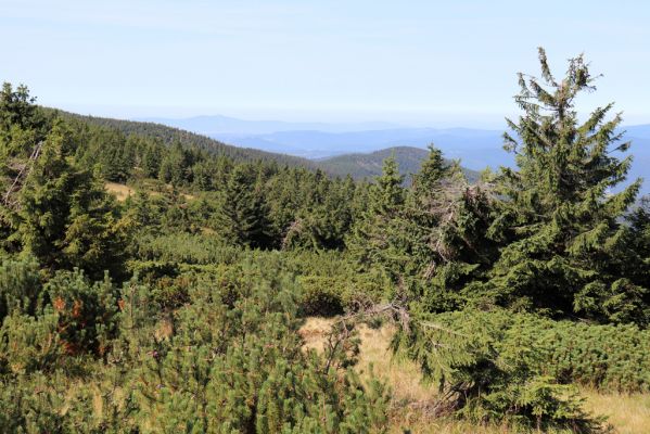 Vítkovice, 14.9.2020
Pramenná oblast Velké Mumlavy pod Českou cestou.
Klíčová slova: Vítkovice Velká Mumlava pod Českou cestou