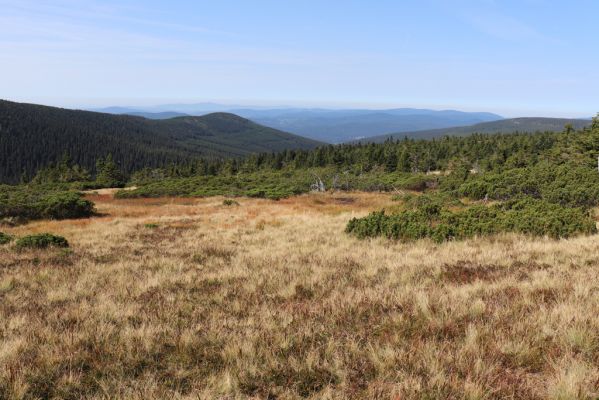 Rokytnice nad Jizerou, 14.9.2020
Pramenná oblast Velké Mumlavy U Čtyř pánů. Pohled na Plešivec.
Schlüsselwörter: Rokytnice nad Jizerou Krkonoše Velká Mumlava U Čtyř pánů Plešivec