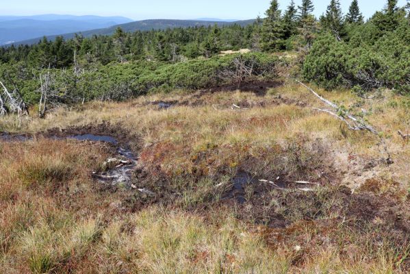 Rokytnice nad Jizerou, 14.9.2020
Pramenná oblast Velké Mumlavy U Čtyř pánů.
Mots-clés: Rokytnice nad Jizerou Krkonoše Velká Mumlava U Čtyř pánů