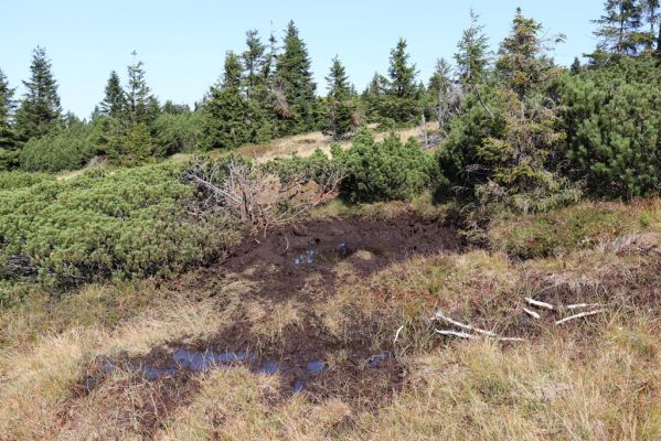 Rokytnice nad Jizerou, 14.9.2020
Pramenná oblast Velké Mumlavy U Čtyř pánů.
Keywords: Rokytnice nad Jizerou Krkonoše Velká Mumlava U Čtyř pánů