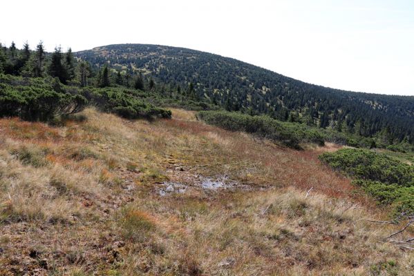 Rokytnice nad Jizerou, 14.9.2020
Pramenná oblast Velké Mumlavy U Čtyř pánů. Pohled na Kotel.
Mots-clés: Rokytnice nad Jizerou Krkonoše Velká Mumlava U Čtyř pánů Kotel