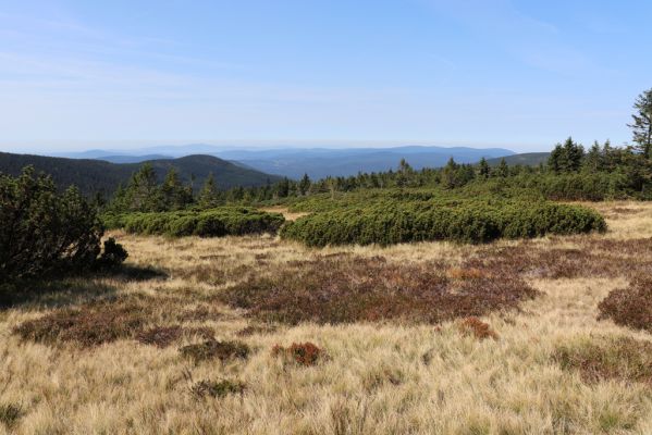 Rokytnice nad Jizerou, 14.9.2020
Pramenná oblast Velké Mumlavy U Čtyř pánů. Pohled na Plešivec.
Schlüsselwörter: Rokytnice nad Jizerou Krkonoše Velká Mumlava U Čtyř pánů Plešivec