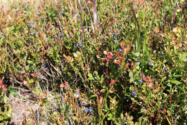 Rokytnice nad Jizerou, 14.9.2020
Pramenná oblast Velké Mumlavy U Čtyř pánů.
Keywords: Rokytnice nad Jizerou Krkonoše Velká Mumlava U Čtyř pánů