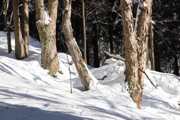 Vítkovice, 1.2.2021
Javory na prameništi nad Mevaldovým Vrchem.
Schlüsselwörter: Vítkovice Mevaldův Vrch