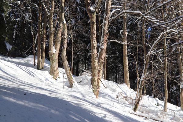 Vítkovice, 1.2.2021
Javory na prameništi nad Mevaldovým Vrchem.
Klíčová slova: Vítkovice Mevaldův Vrch