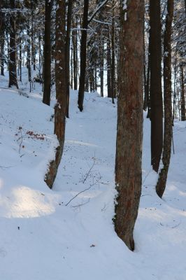 Vítkovice, 1.2.2021
Vítkovice - škola. 
Klíčová slova: Vítkovice škola Phloeostichus denticollis