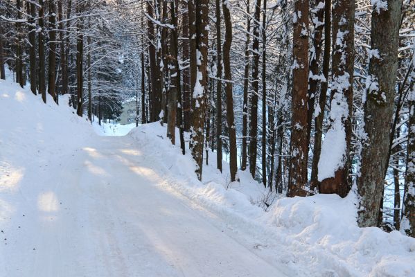 Vítkovice, 1.2.2021
Vítkovice - škola. 
Klíčová slova: Vítkovice škola Phloeostichus denticollis